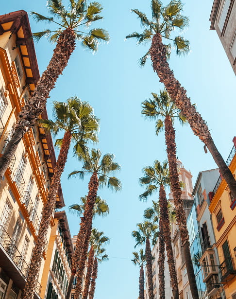 Calle con palmeras en Alicante Palmeras altas entre edificios de colores bajo el cielo azul, en una calle de Alicante